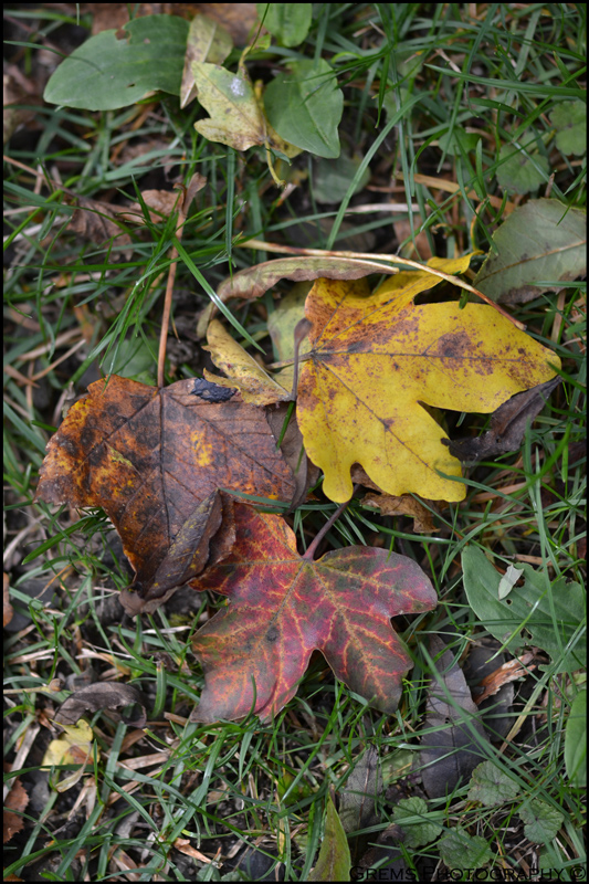 feuilles d'automne, de Bryan Gremaud